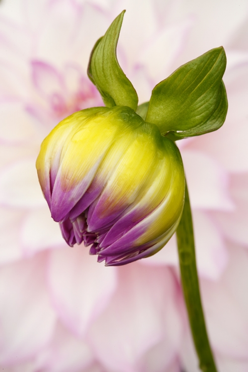 dahlia-pink-and-white-bud-_a1c0510-swan-island-dahlia-farm-canby-or