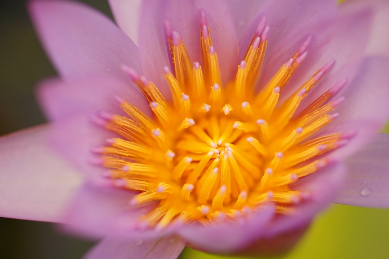 water-lily-exotic-species-flower-center-_a1c1344-hughes-water-garden-wilsonville-or