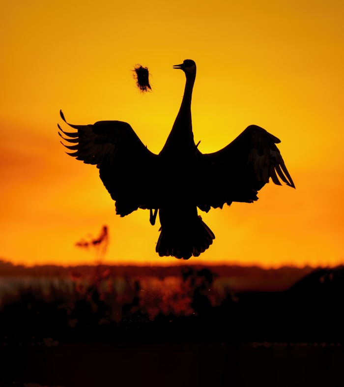 Sandhll-Crane-3000-courtship-dance-at-sunset-_DSC6576-Indian-Lake-Estates-FL-