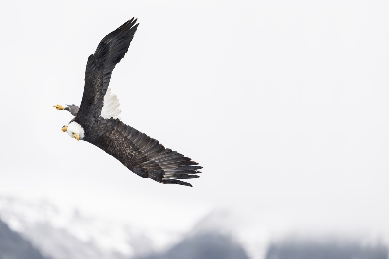 1_Bald-Eagle-3200-beginning-dive-above-mountains-_DSC9698-Kachemak-Bay-AKA