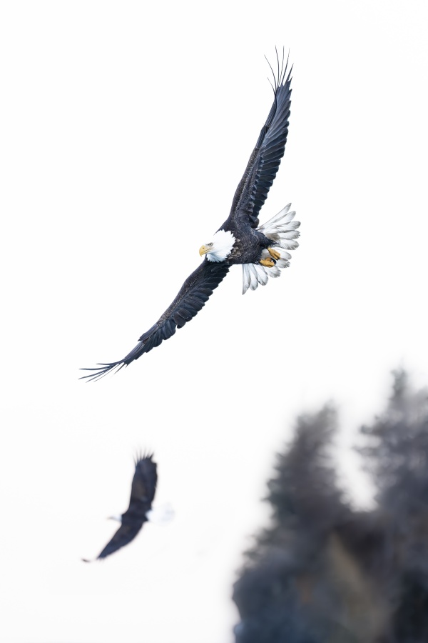 1_Bald-Eagle-3200-vertical-bird-scape-YO-ADR-_DS25778