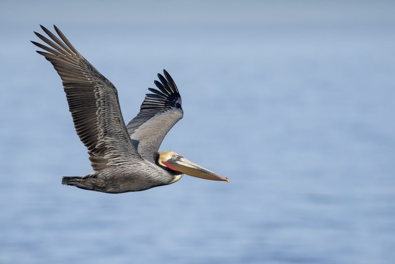 1_Brown-Pelican-3200-wings-up-flight-pose-_DSC0313-La-Jolla-CA