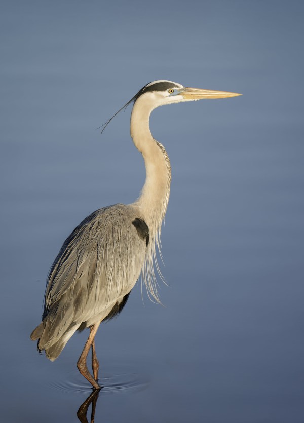 1_Great-Blue-Heron-3200-in-early-morning-light-RED-_DSC9557-Stick-Marsh-Fl