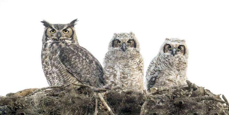 1_Great-Horned-Owl-3200-family-at-platfrom-nest-_DSC8083-Indian-Lake-Estates-FL