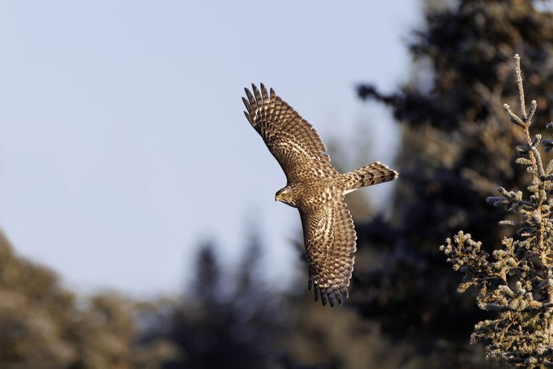 1_Northern-Goshawk-3200-juvenile-male-MISHA-MV_5II8523_Homer_IPT_AK_260219_419338