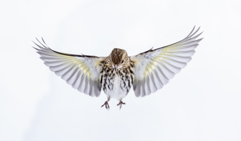 1_Pine-Siskin-3200-flyiing-down-off-perch-_DSC5955-Anchor-Point-AK