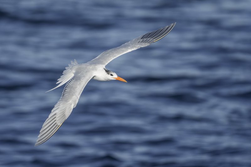 1_Royal-Tern-3200-dorsal-flight-_DSC0068-La-Jolla-CA