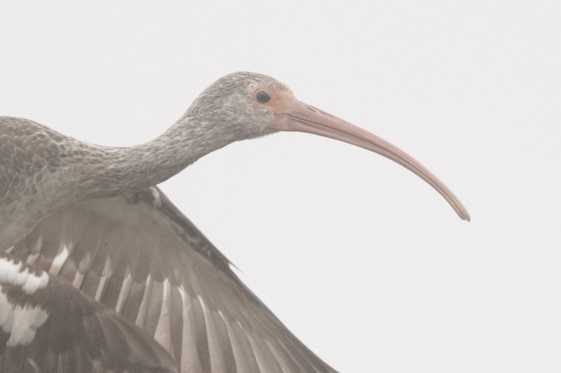 2343-PX-_DSC5276-Indian-Lake-Estates-FL-2