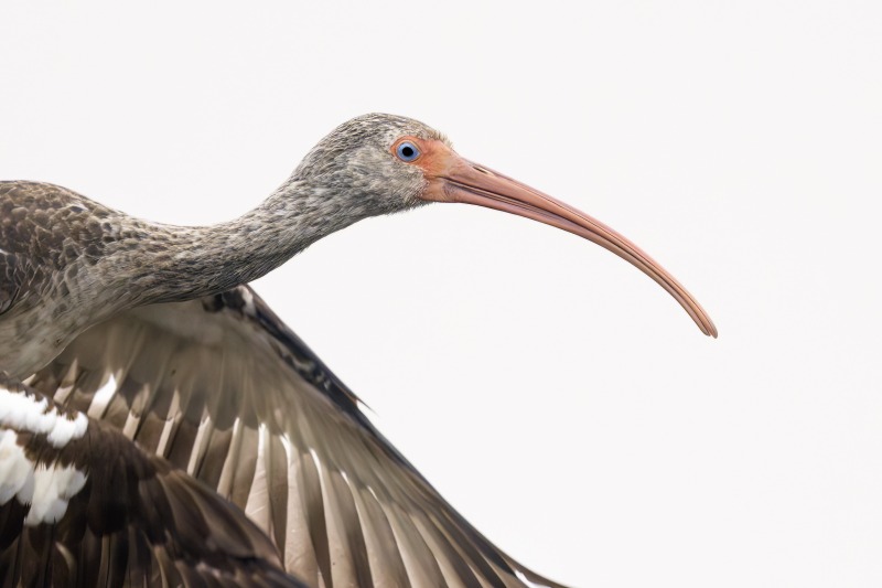 2463-White-Ibis-juvenile-taking-flight-_DSC5276-Indian-Lake-Estates-FL-