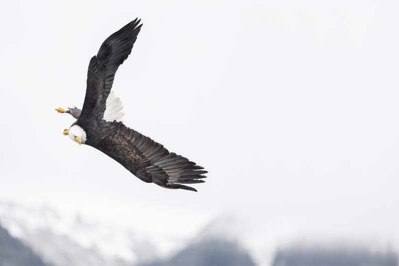 2_Bald-Eagle-3200-beginning-dive-above-mountains-_DSC9698-Kachemak-Bay-AKA