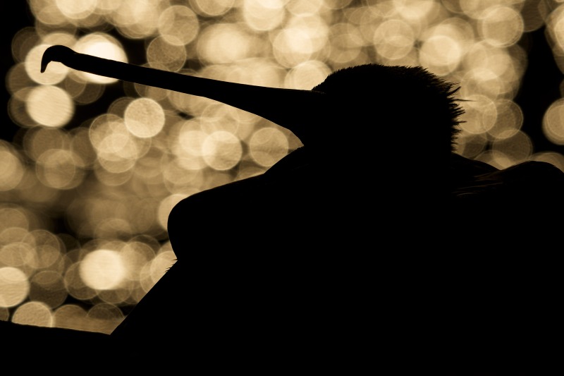 3200-_DSC6811-La-Jolla-CA