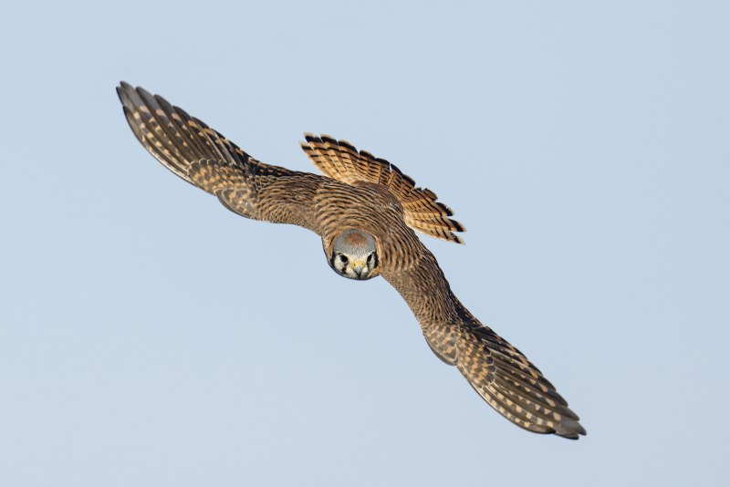 American-Kestrel-3200-female-beginning-dive-_DSC1194-Indian-Lake-Estates-FL-