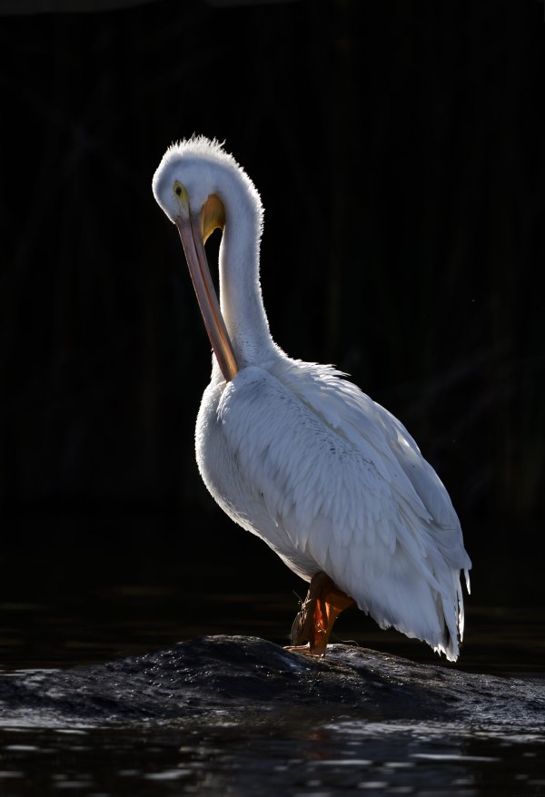 American-White-Pelican-3200-backlit-_DSC6589-Lake-Wohlford-Escondido-CA