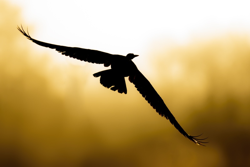 Anhinga-3200-coming-out-of-the-fog-at-sunrise-_DSC6165-Indian-Lake-Estates-FL-