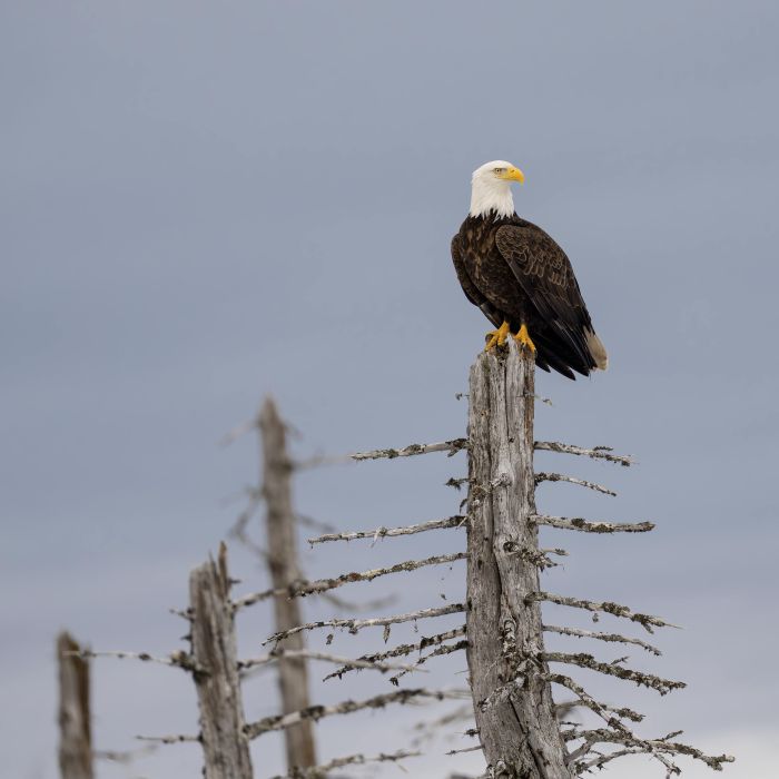 Bald-Eagle-300-Frankliin-Flats-DS204244