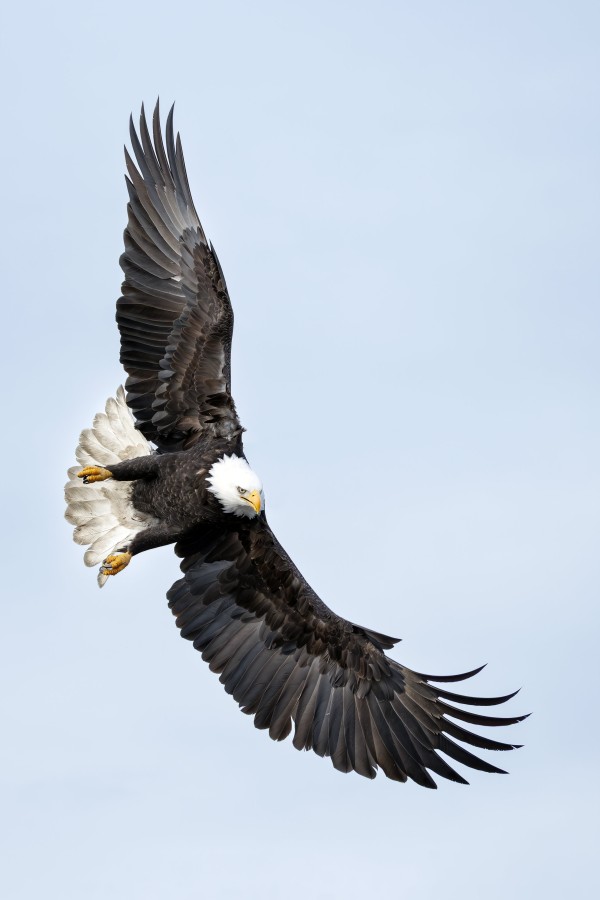 Bald-Eagle-3200-adult-banking-MISHA-MV_M7A0615_Homer_260218_392358