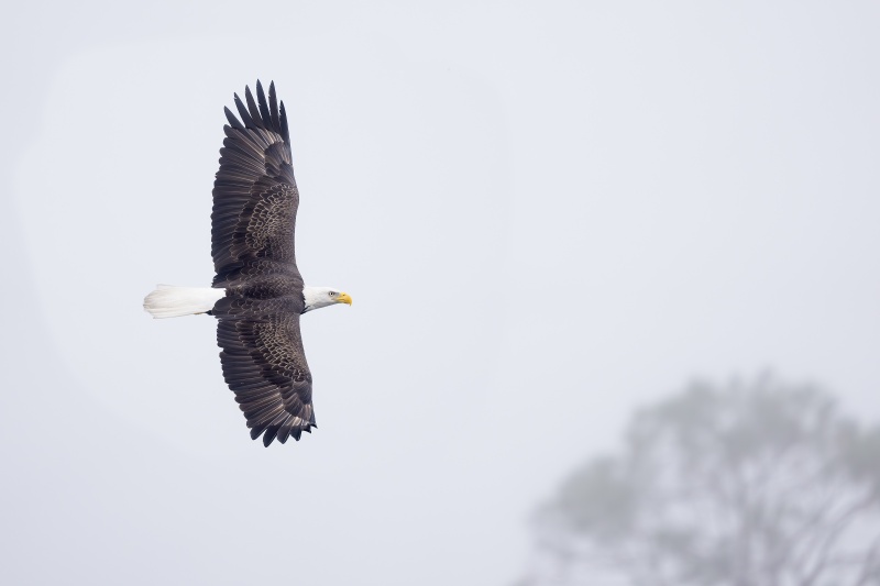 Bald-Eagle-3200-adult-banking-in-fog-_DSC6569-Indian-Lake-Estates-FL-