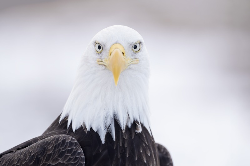 Bald-Eagle-3200-adult-head-portrait-_DSC8157-Kachemakl-Bay-AK