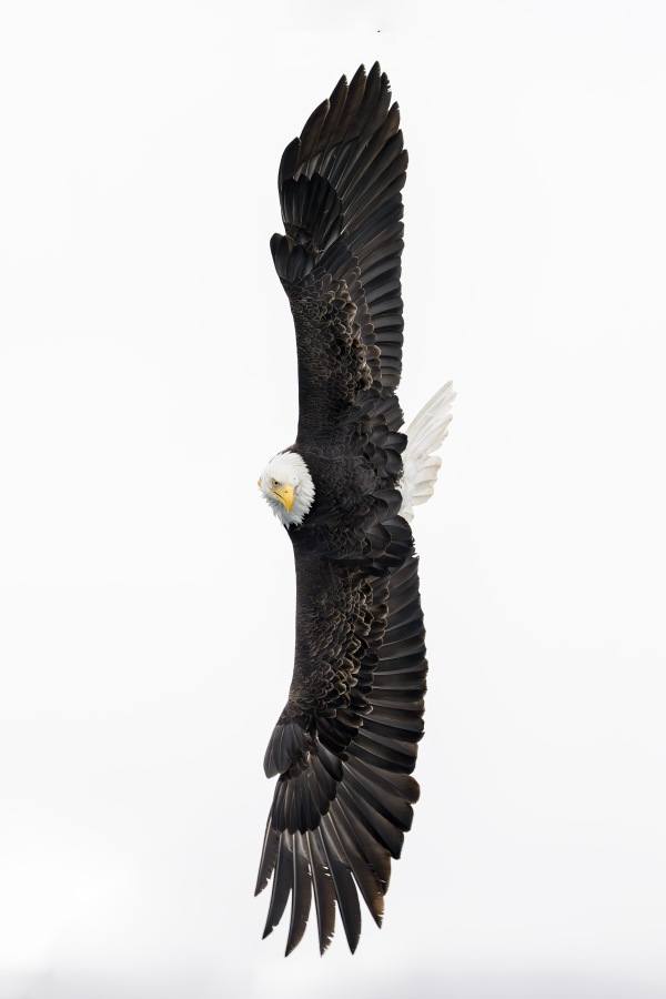 Bald-Eagle-3200-adult-vertical-bank-_DSC9692-Kachemakl-Bay-AKA
