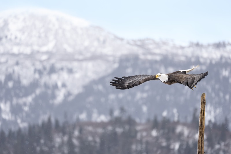 Bald-Eagle-3200-adult-w-snow-covered-moutains-Jim-Dolgiin-_DSC6595