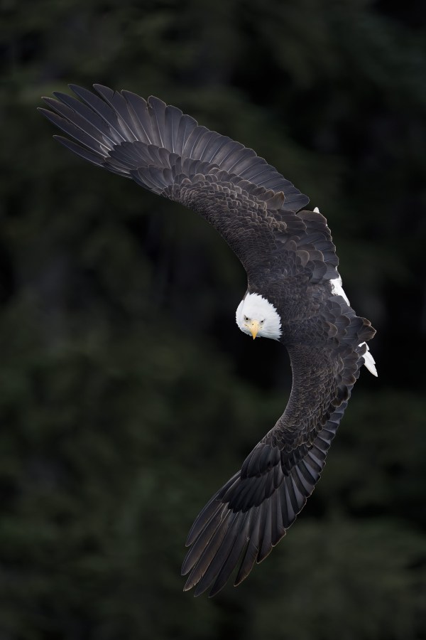 Bald-Eagle-3200-banking-Jim-Dolgin-_DSC2670-copy