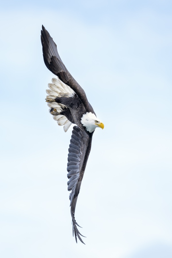 Bald-Eagle-3200-banking-vertical-ORIG-_DSC6769-Kachemakl-Bay-AK