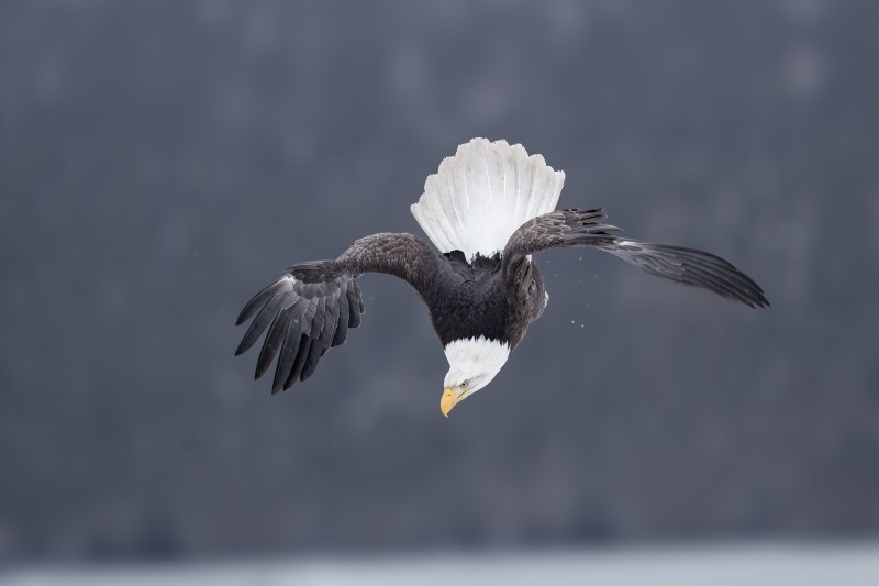 Bald-Eagle-3200-diving-_DSC6885-Kachemakl-Bay-AK