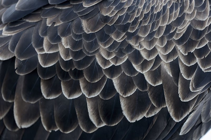 Bald-Eagle-3200-female-wing-coverts-_DSC3295-Kachemakl-Bay-AK