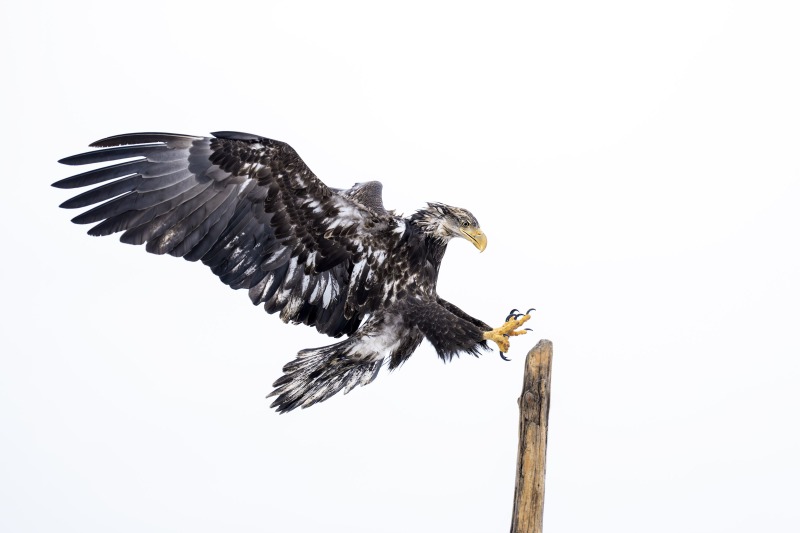 Bald-Eagle-3200-juvenile-landing-at-touchdown-_DSC8263-Kachemakl-Bay-AK