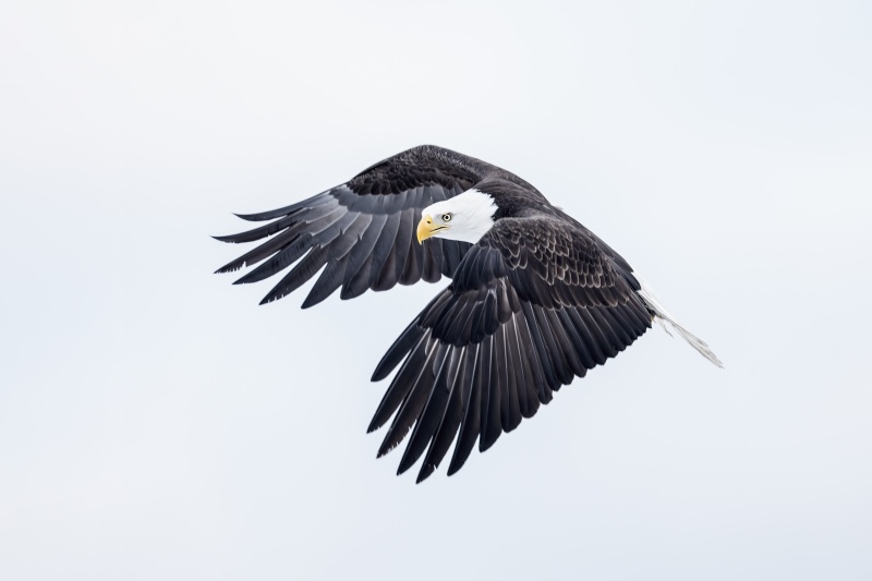 Bald-Eagle-3200-turning-in-flight-_DSC4930-Kachemakl-Bay-AK