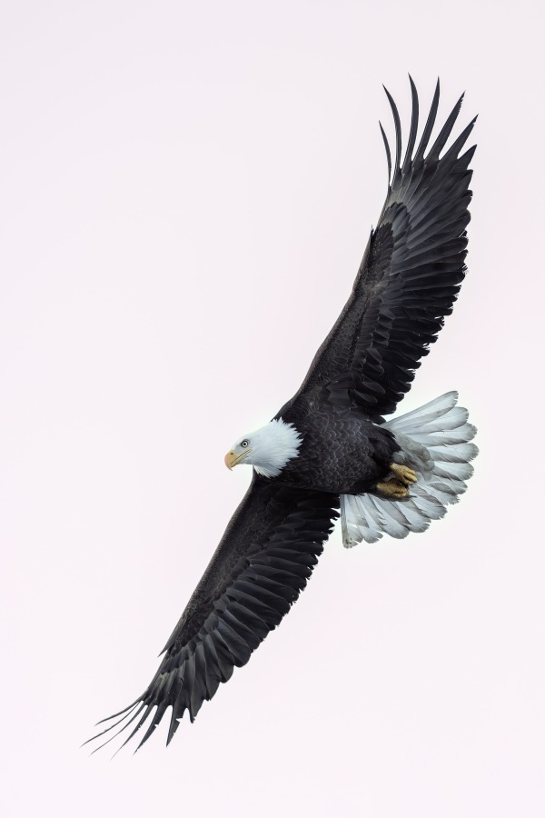 Bald-Eagle-3200-vertical-bank-BEAR-BOB-5X1A5565