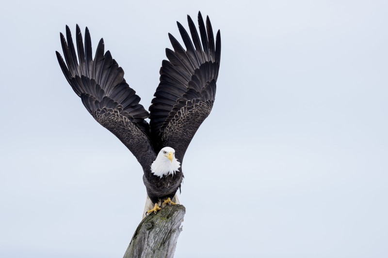 Bald-Eagle-3200-with-wings-raised-_DSC7681-Kachemakl-Bay-AK