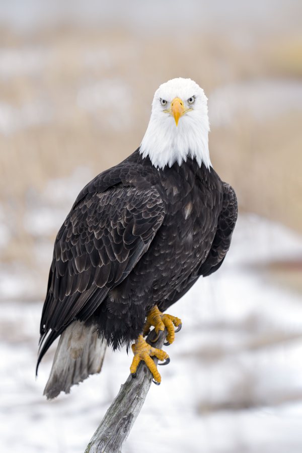 Bald-Eagle-adult-perched-_DSC4396-Kachemakl-Bay-AK