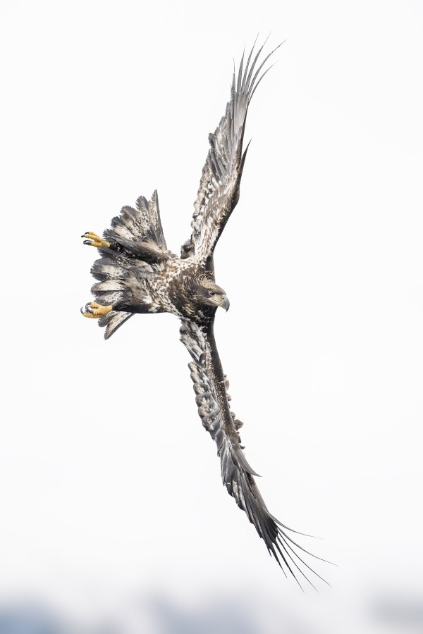 Bald-Eagle-juvenile-banking-_DSC9829-Kachemakl-Bay-AKA