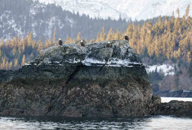 Bald-Eagles-3200-on-rock-at-low-tide-_DSC3848-Kachemakl-Bay-AKA