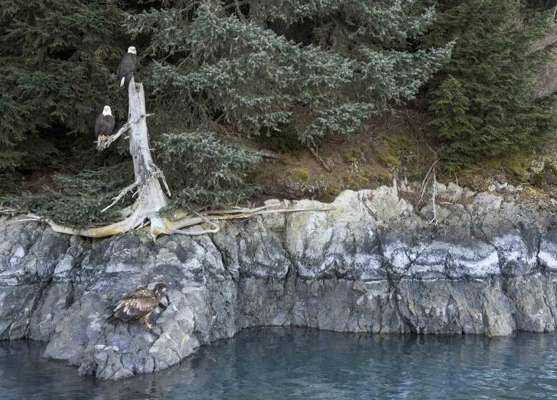 Bald-Eagles-3200-on-shoreline-2-adults-on-hemlock-stump-IMG_0219