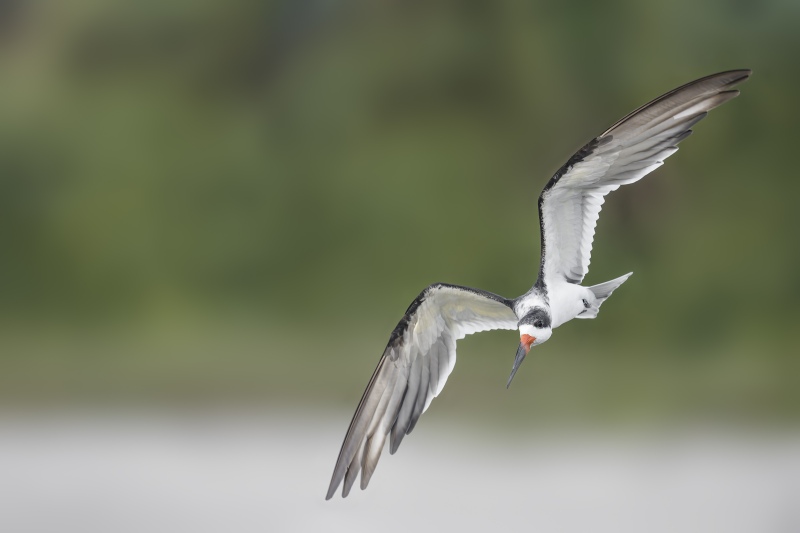 Black-Skimmer-3200-BKGR-first-winter-in-flight-_DSC2091-Sebastian-Inlet-FL-