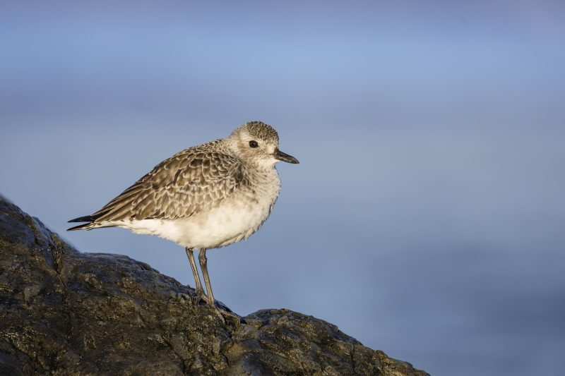 Black-bellied-Plover-3200-winter-plumage-_DSC9300-Santee-Leakes-Regional-Preserve-CA