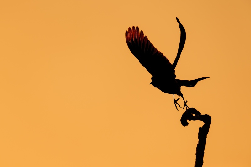 Boat-tailed-Grackle-3200-taking-flight-at-sunset-_DSC7611-Indian-Lake-Estates-FL-