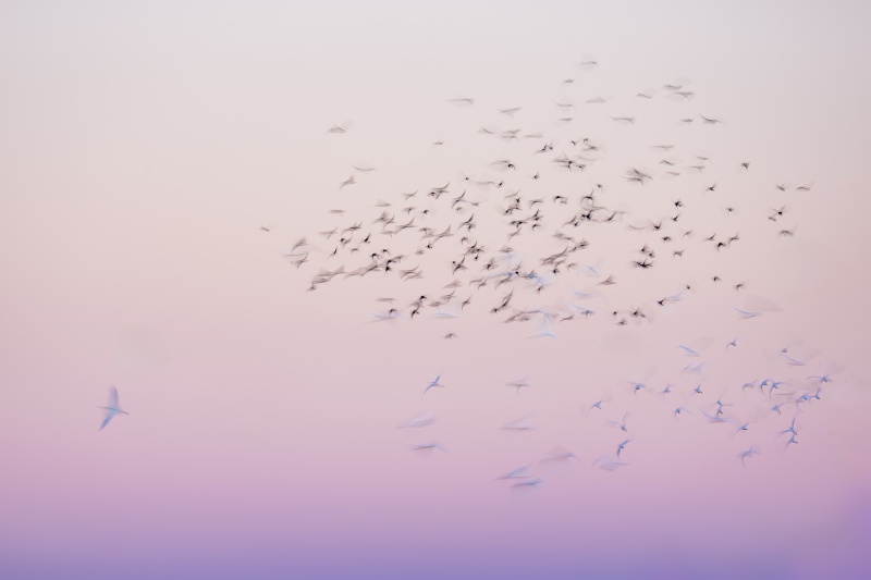 Boat-tailed-Grackle-Cattle-Egret-3200-pre-dawn-blastoff-blur-II-_DSC4852-Indian-Lake-Estates-FL-
