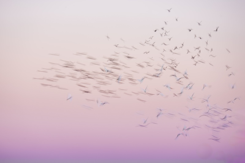 Boat-tailed-Grackle-Cattle-Egret-pre-dawn-blastoff-_DSC4852-Indian-Lake-Estates-FL-