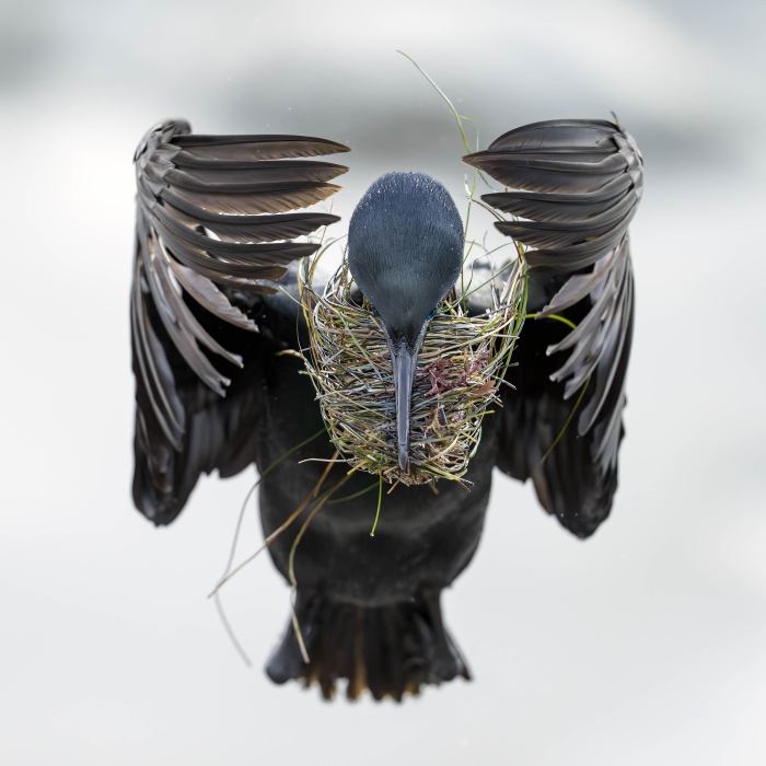Brandts-Cormorant-3000-incoming-with-nesting-material-_DSC5215-La-Jolla-CA
