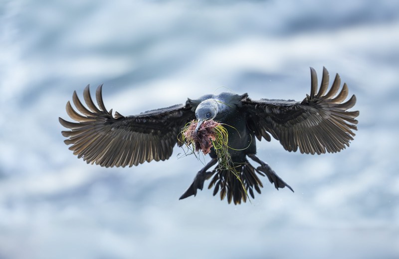 Brandts-Cormorant-3200-incoming-with-nesting-material-_DSC2644-La-Jolla-CA