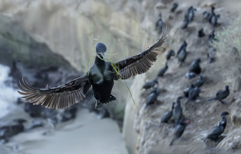 Brandts-Cormorant-3200-landing-at-colony-NORA-_DSC0701-La-Jolla-CA
