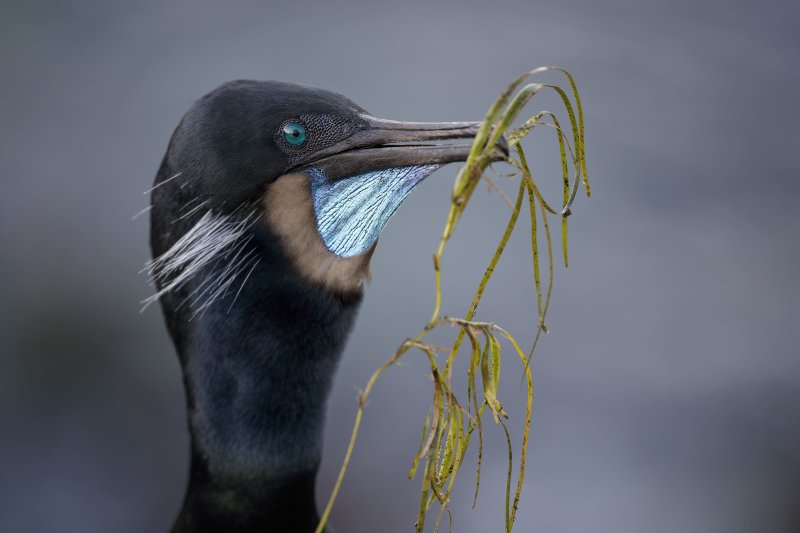 Brandts-Cormorant-3200-with-nesting-material-_DSC2212-La-Jolla-CA