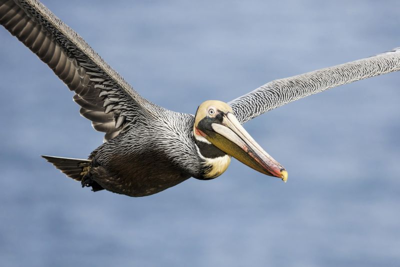 Brown-Pelican-3200-Pacifc-race-breeding-plumage-adult-in-tight-flight-_DSC7913-La-Jolla-CA