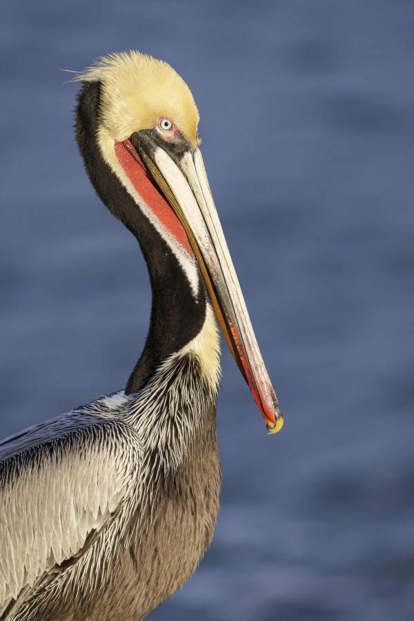 Brown-Pelican-3200-Pacific-race-breeding-plumage-BOB-EAST-_DSC1804-Necedah-Wisconsin-Castlerock-CG