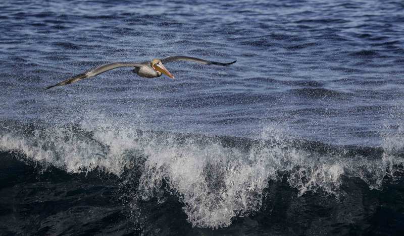 Brown-Pelican-3200-Pacific-race-breeding-plumage-breaking-wave-NORA-_DSC4995-La-Jolla-CA