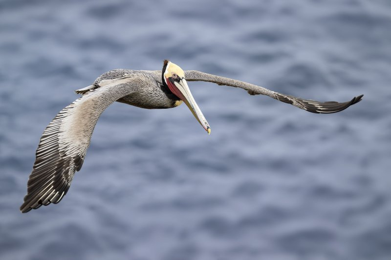 Brown-Pelican-3200-Pacific-race-dorsal-view-flight-_DSC5707-La-Jolla-CA