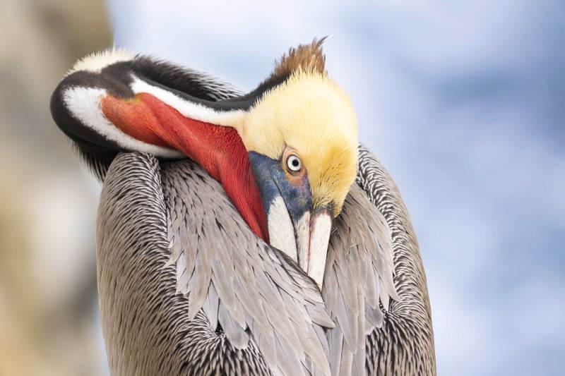 Brown-Pelican-3200-Pacific-race-resting-1120mm-_DSC8983-La-Jolla-CA